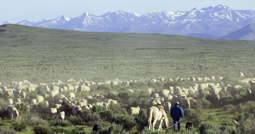BLM, USDA Forest Service announce 2025 grazing fees | Bureau of Land Management