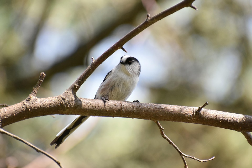 Mammut Trovat Guide High GTX Hiking Boots